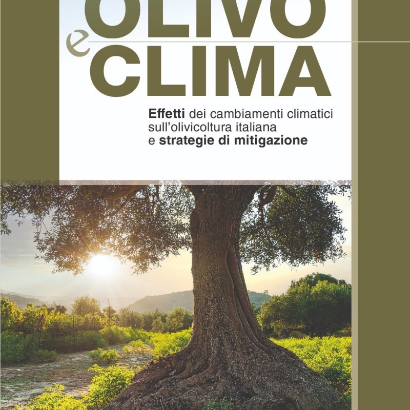 Dalla Calabria un contributo scientifico per affrontare la sfida climatica dell’olivicoltura
